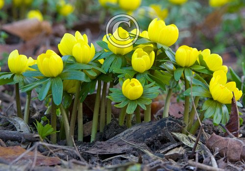 Aconites 3 DM0421